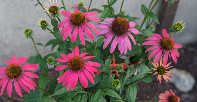 purple flower echinacea