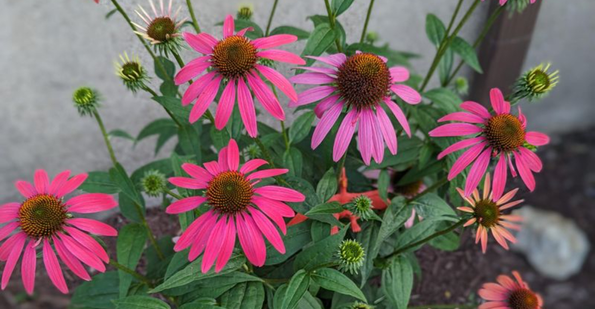 purple flower echinacea