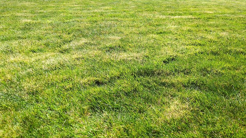 Neutralize Acidic Soil For Healthier Grass Growth