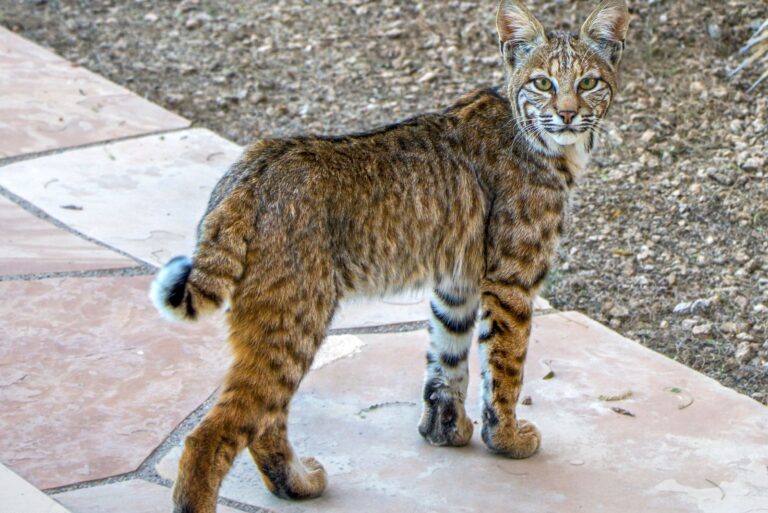 bobcat in arizona yard