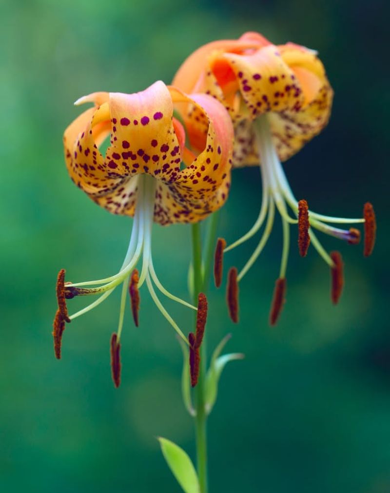 Plant Native Species That Belong Here