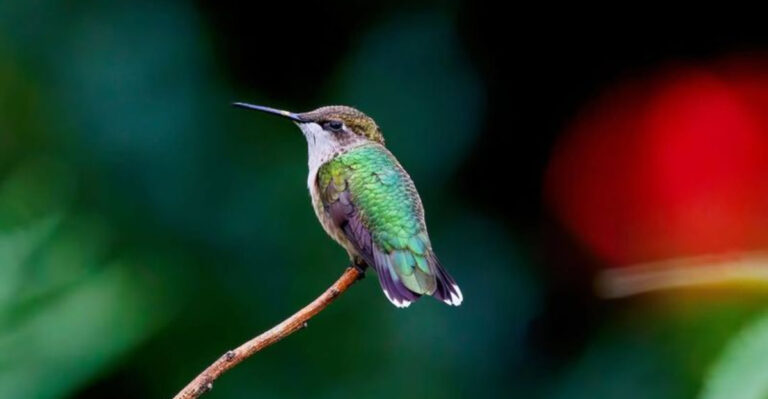hummingbird