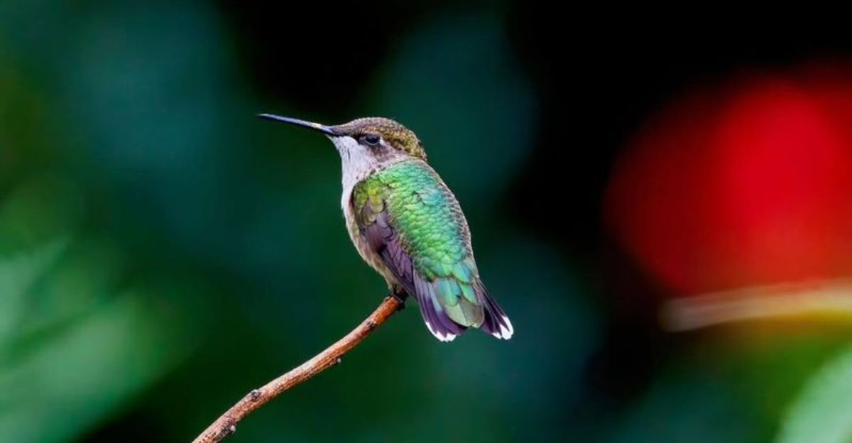 hummingbird