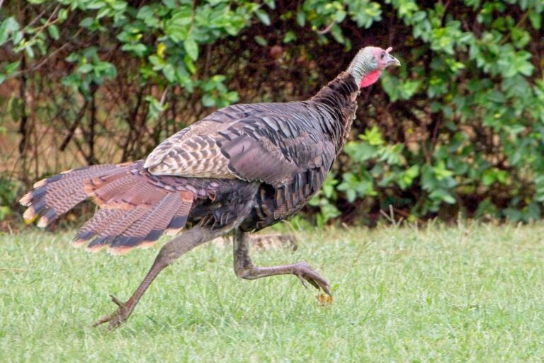 wild turkey