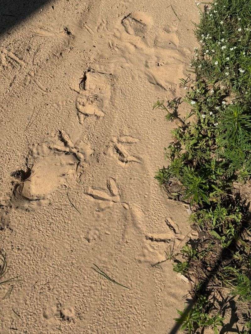 Large Three-Toed Footprints In Soft Ground