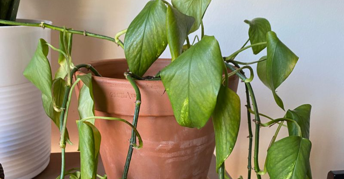 wilting pothos