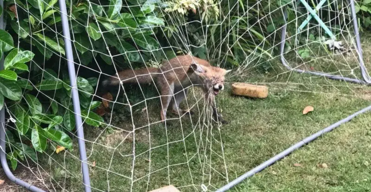 fox tangled in sport net