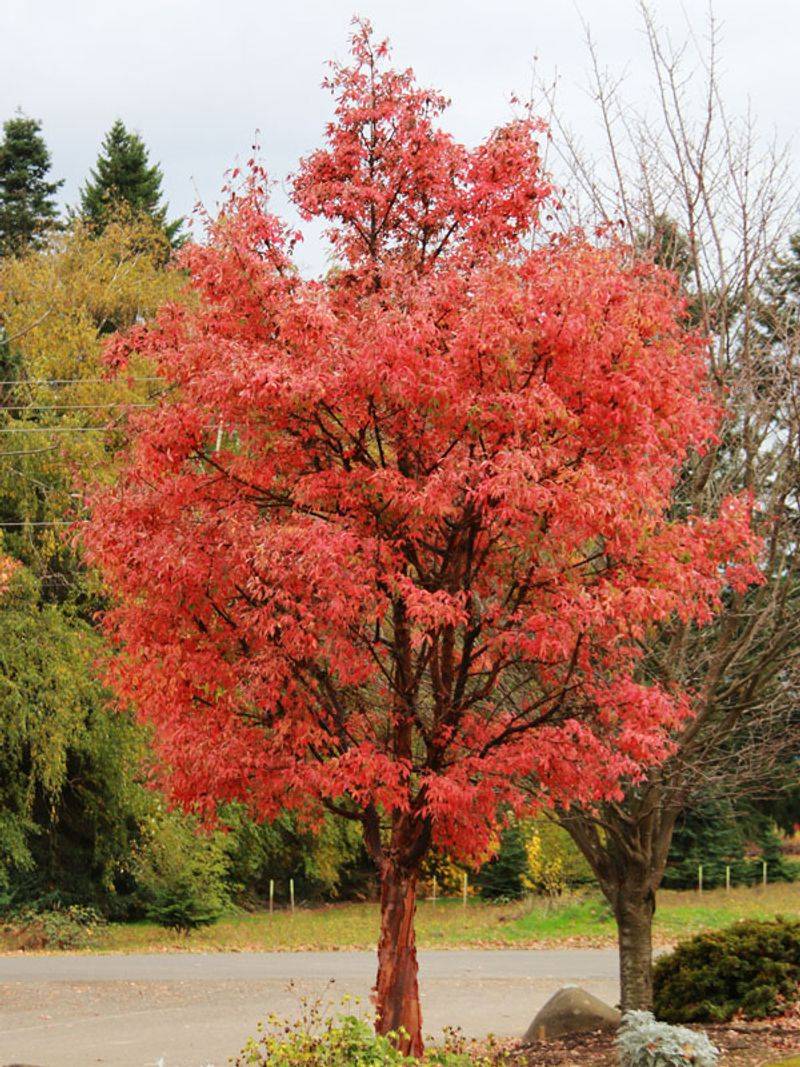 10. Paperbark Maple