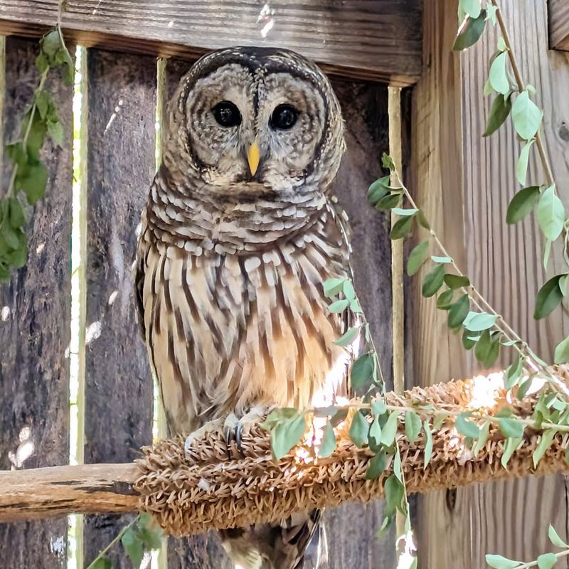 10. Increased Tolerance Of Human Activity