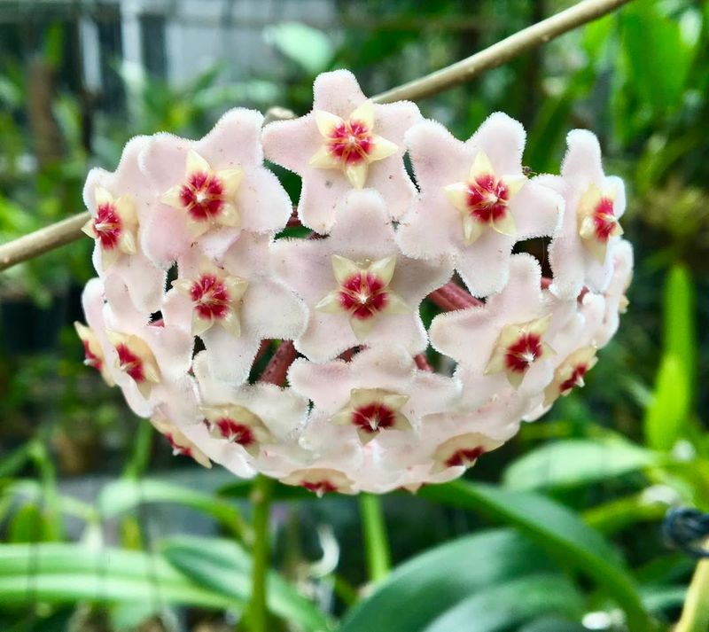 10. Hoya (Wax Plant)