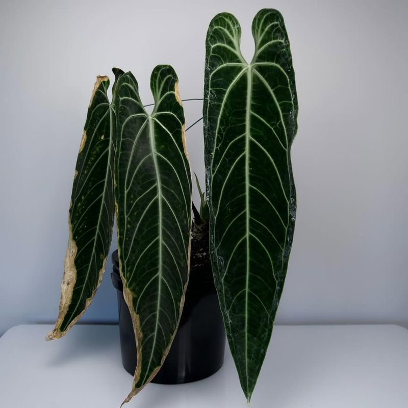 10. Anthurium Warocqueanum (Queen Anthurium)
