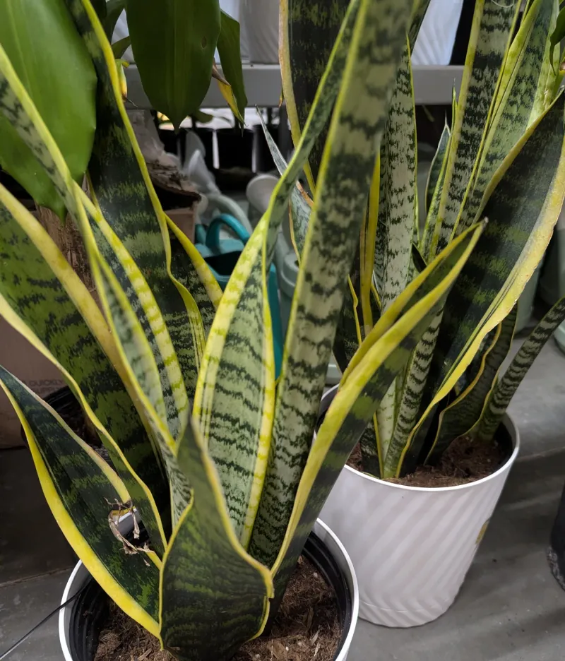 10. Capricorn (December 22 - January 19): Snake Plant