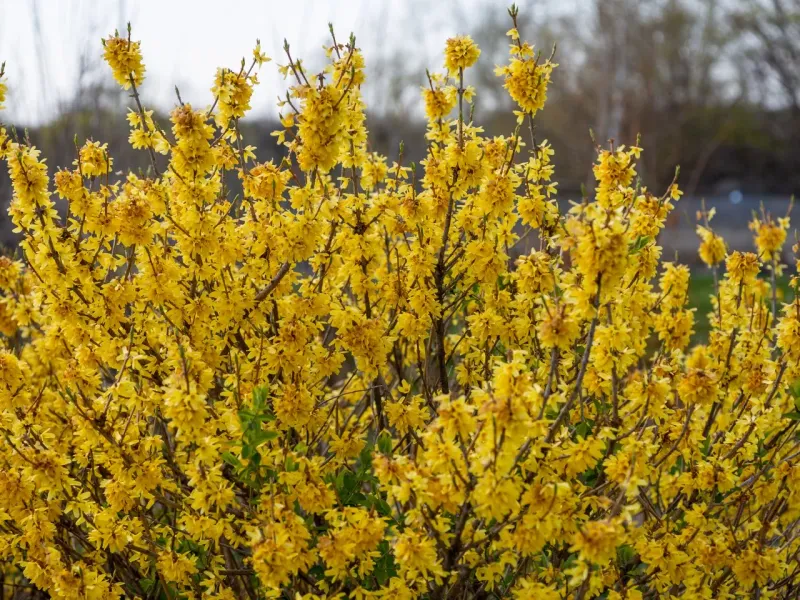 10. Forsythia