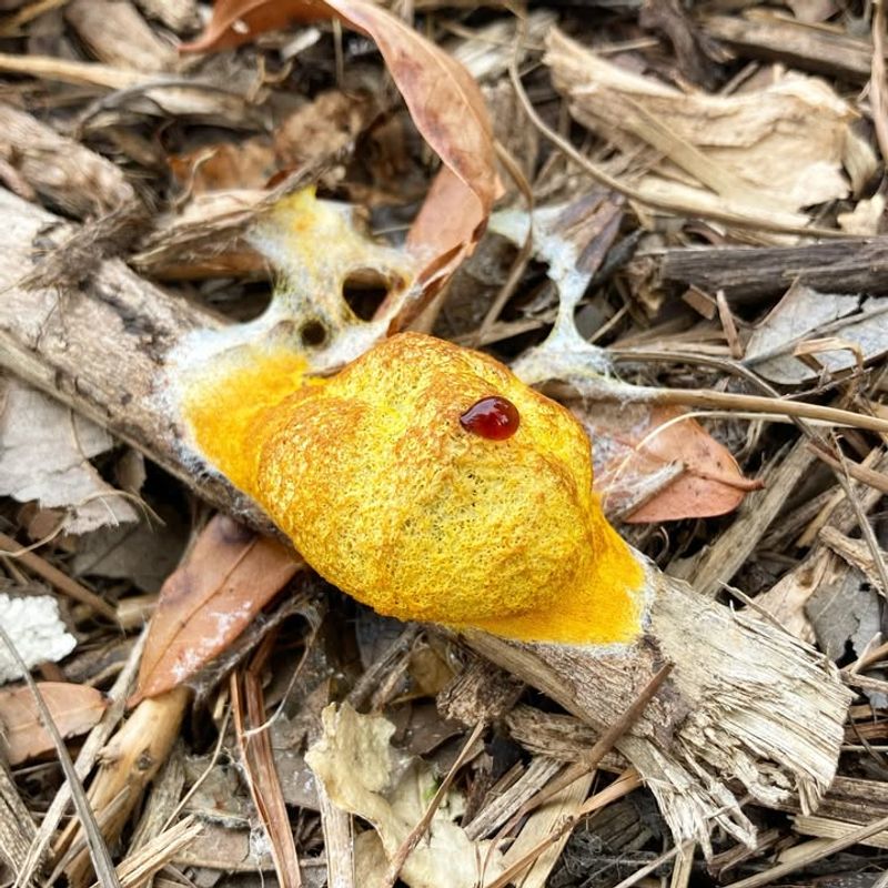 What Fuligo Septica Actually Is And Why It Confuses People