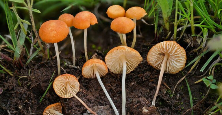 Marasmius vagus