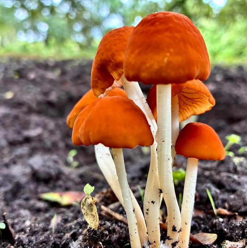 What Makes Marasmius Vagus Stand Out