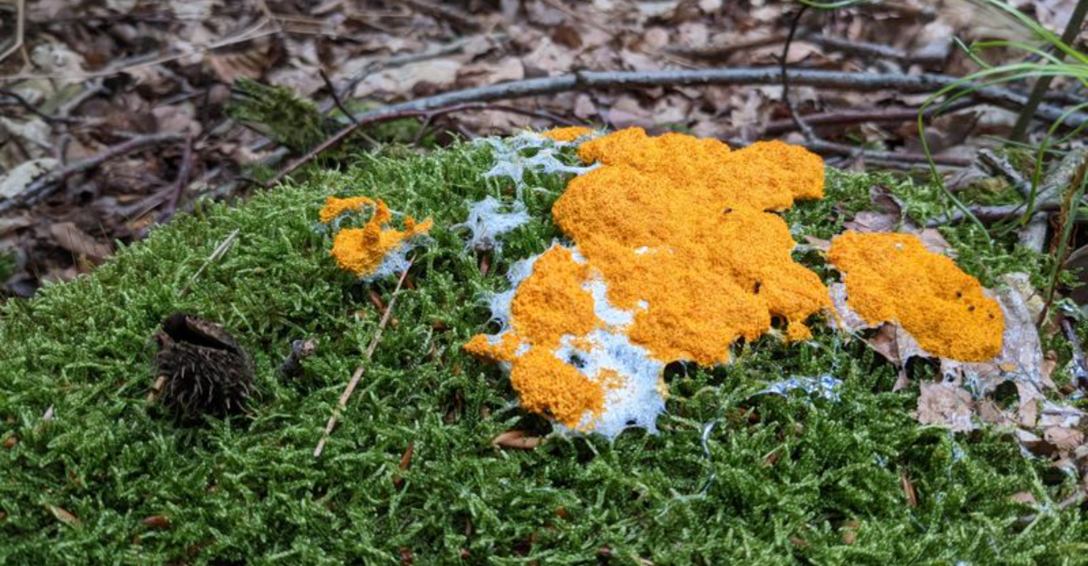 A Bright Orange Fungus Is Appearing In Florida Yards — Here’s Why Experts Aren’t Surprised