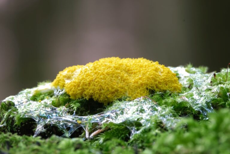 fuligo septica slime mold