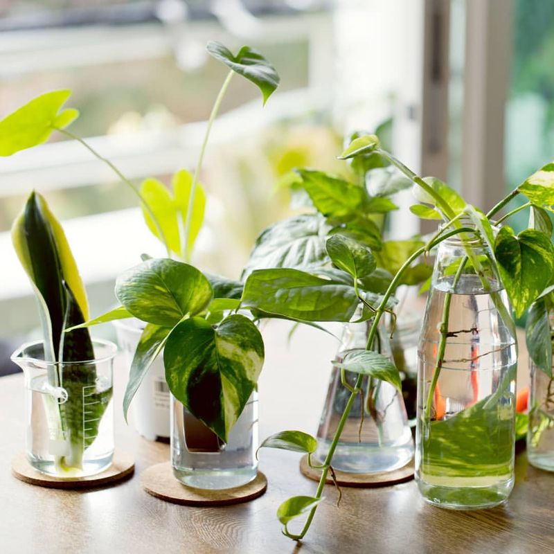 Boosting Oxygen Levels When Roots Need It Most