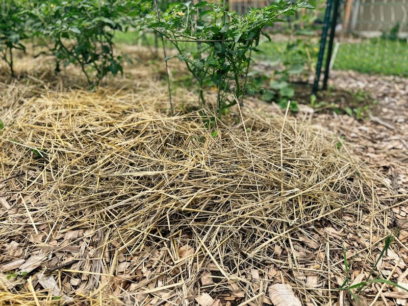 The Mulch Timing Mistake Putting Minnesota Gardens At Risk This Winter