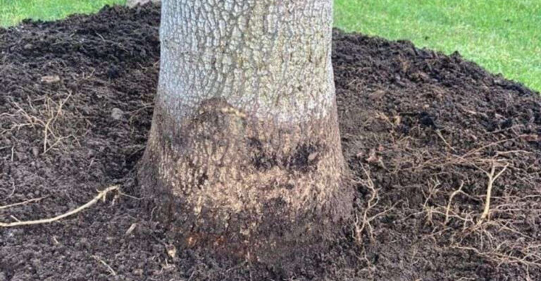 mulch layers under tree