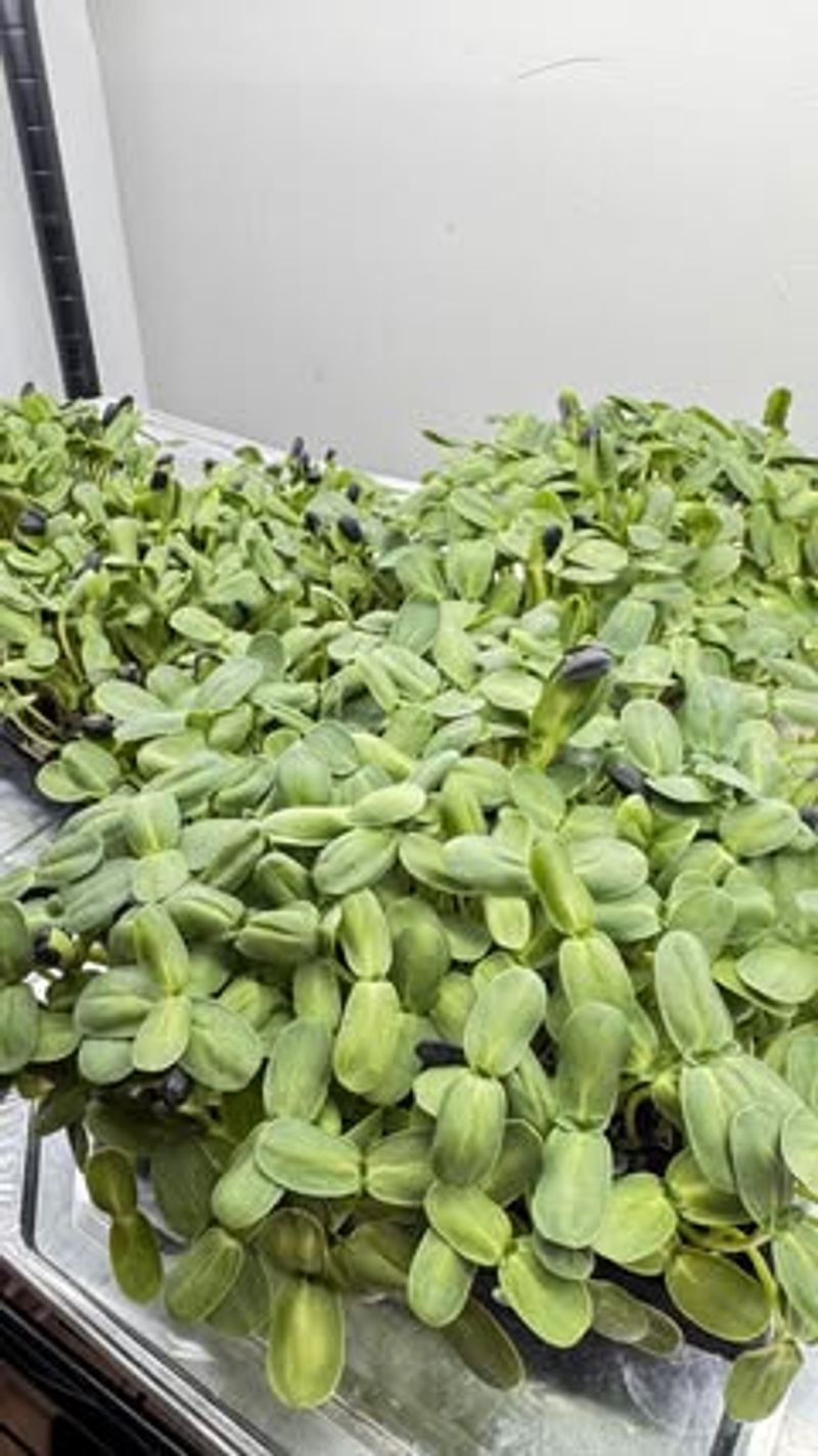 The Temperature Sweet Spot Your Greens Need Right Now