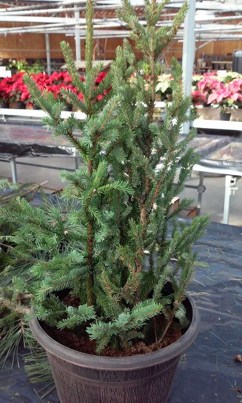 Easy To Reuse Year After Year Without Waste