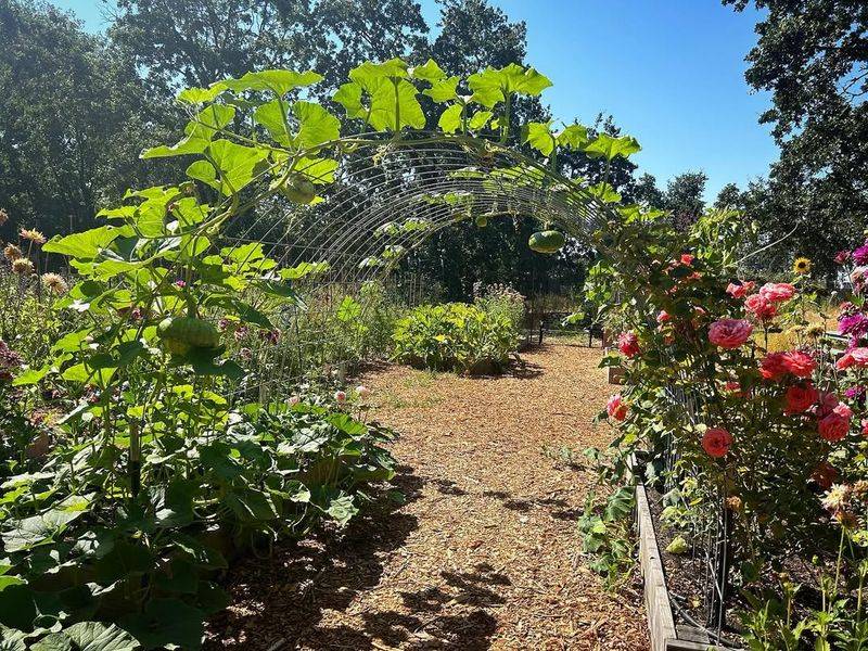 Cattle Panel Arches For Squash Varieties