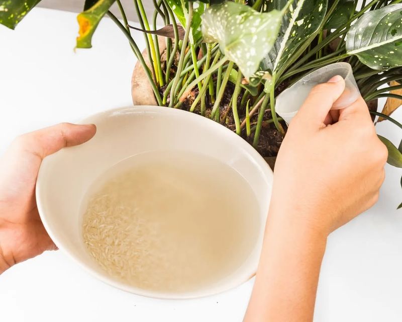 A Natural Root Strengthener For Cold-Stressed Plants