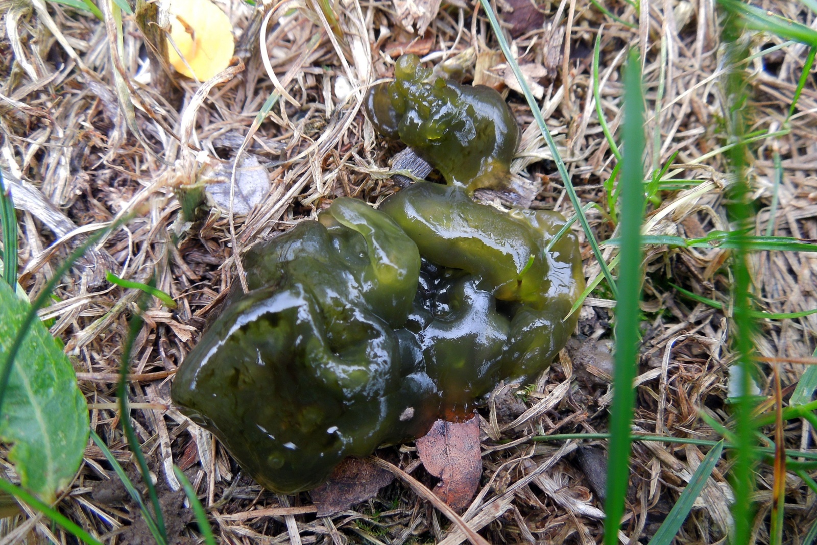 Nostoc cyanobacterium