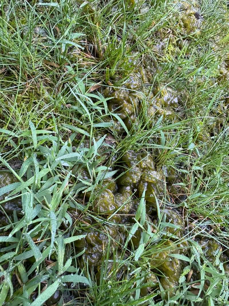 Nostoc Is Not Actually A Fungus Despite Its Appearance