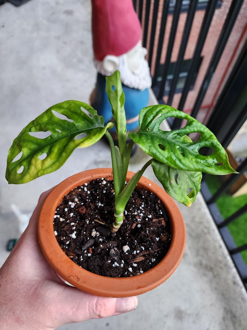 Improves Moisture Retention In Dry Indoor Air