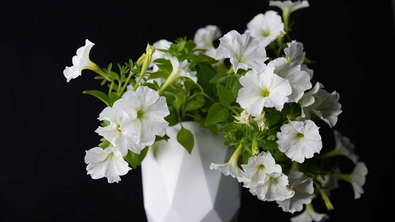 Real Massachusetts Gardeners Share Their Firefly Petunia Experiences