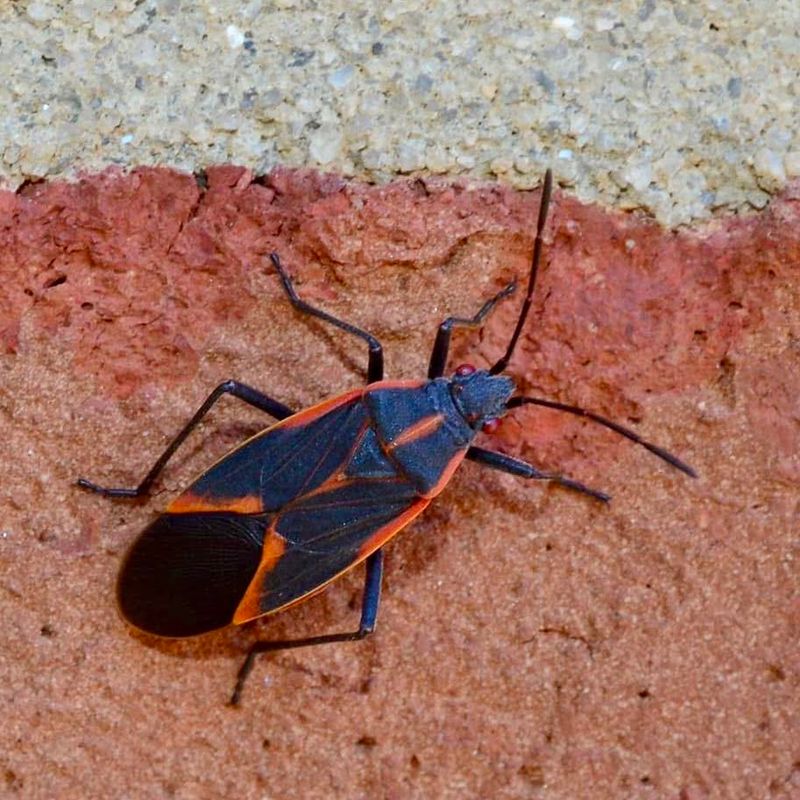 Identification Helps You Recognize Them Quickly