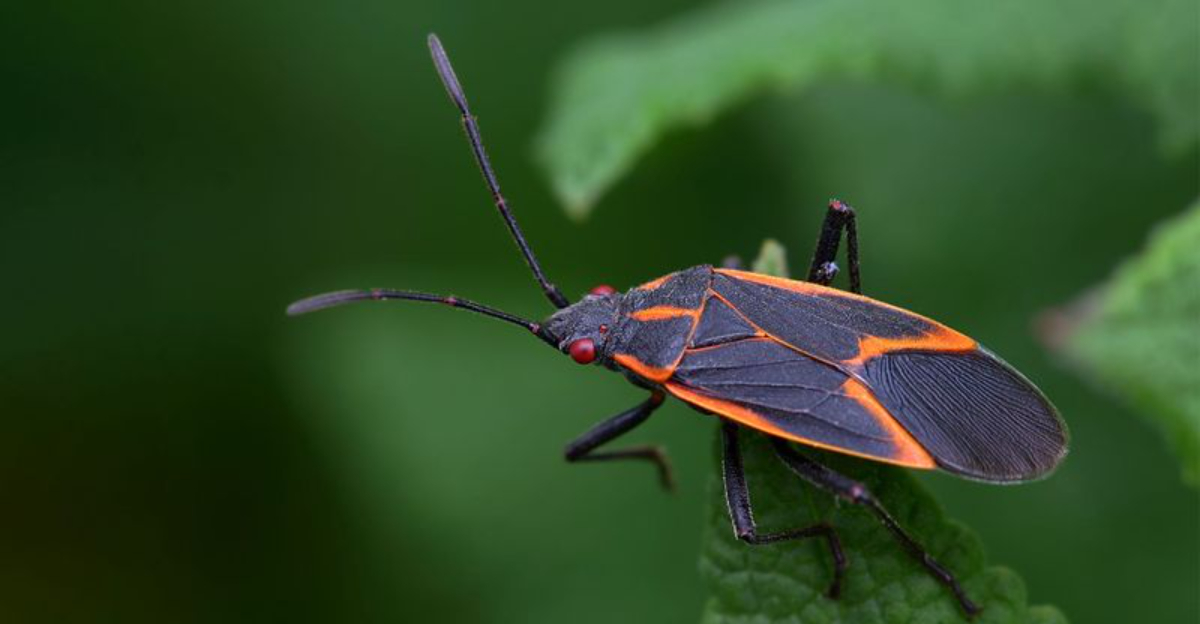 A New Winter Insect Pattern Is Appearing In Kentucky Gardens