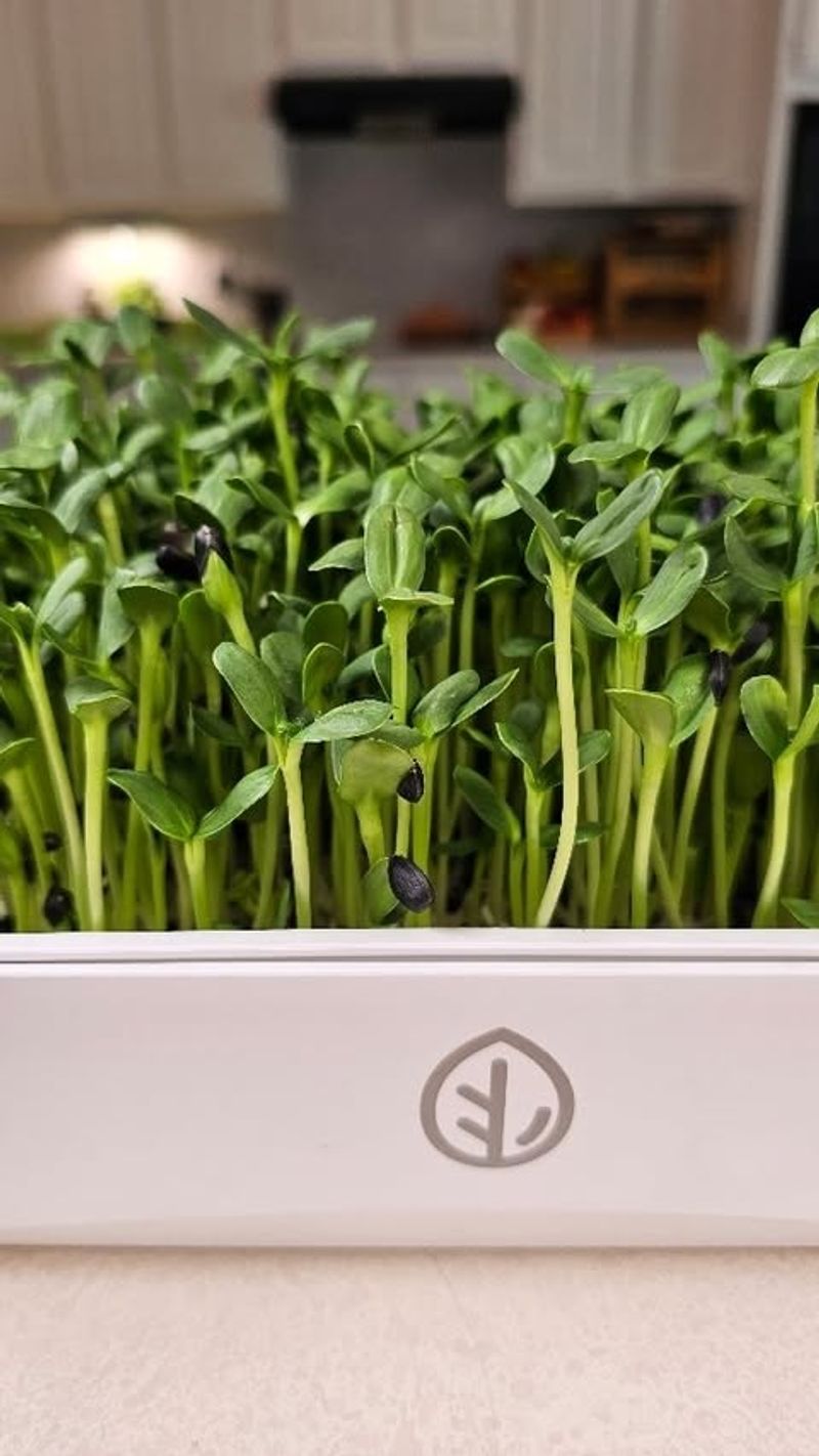 How To Keep Your Trays Producing Fresh Greens All Season