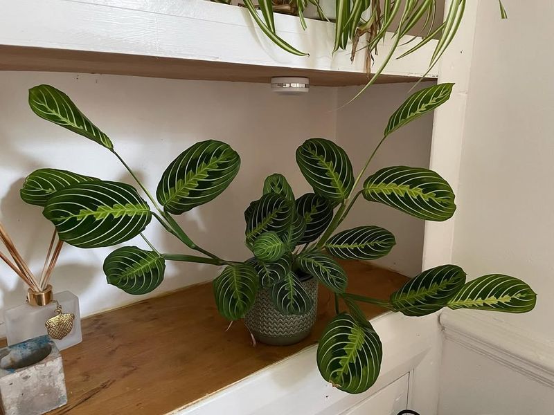 Small Weekly Turns Help Your Plants Hold Their Shape All Winter