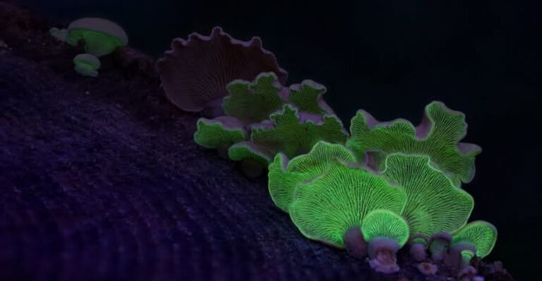 Mushroom (featured image)