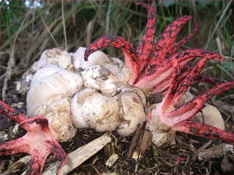 Clathrus Archeri Looks Like Something From Another Planet