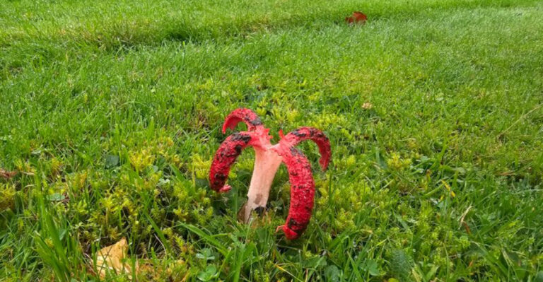 Clathrus archeri