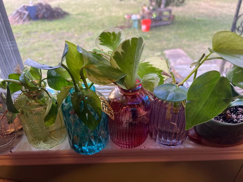 Helps Seal Fresh Cuttings When Humidity Is Low Indoors