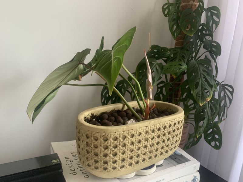 Rotating Keeps Indoor Plants From Leaning Toward The Weak Winter Light