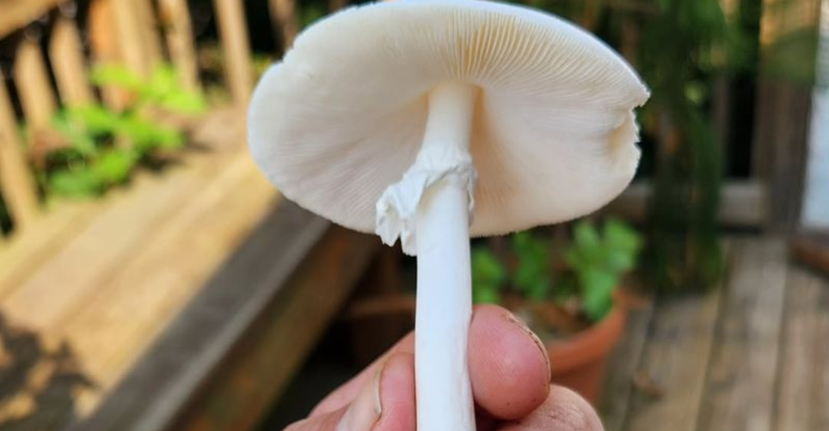 A Snow White Mushroom Is Appearing In Oregon Gardens And What Researchers Say About It
