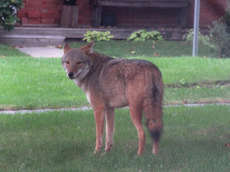 Why Coyote Tracks Often Appear Overnight In Alabama
