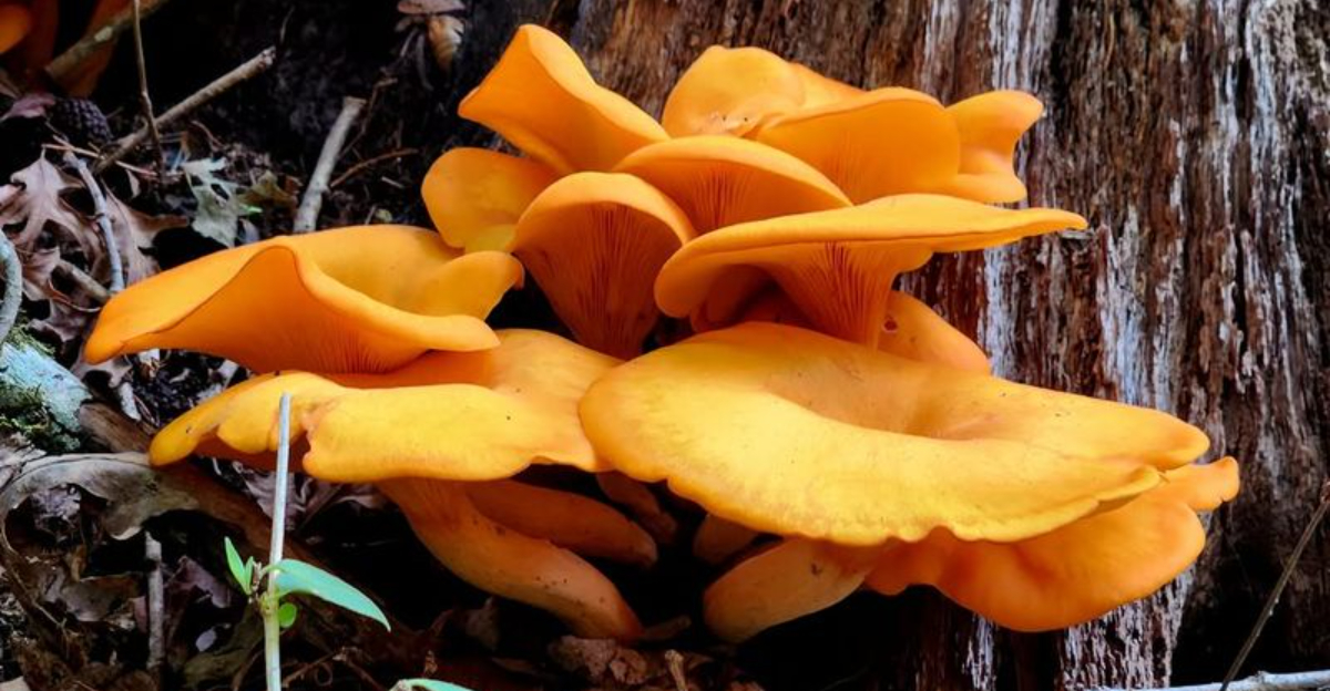 A Strange Orange Fungus Is Turning Up In Ohio Gardens — Here’s Why Locals Are Alarmed