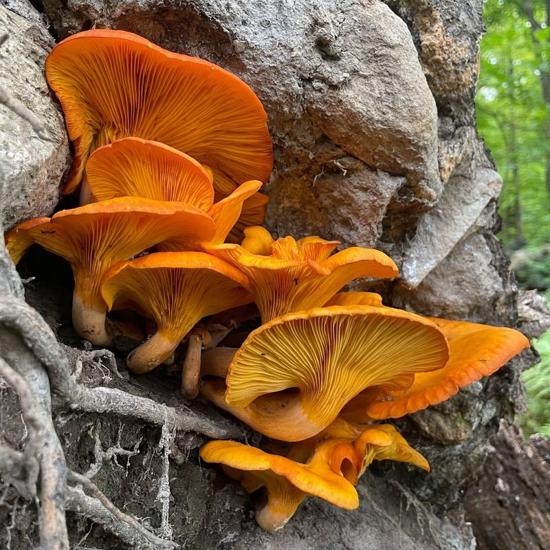 Bright Orange Color Makes It Stand Out