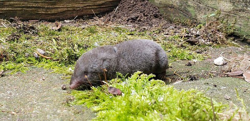Meet the Short-Tailed Shrew