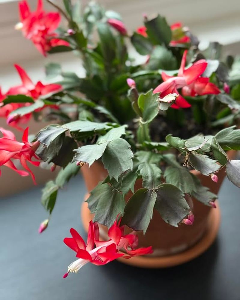 How Light And Temperature Help The Recovery Happen Even Faster