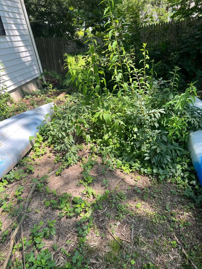 Overgrown Weeds And Dry Vegetation