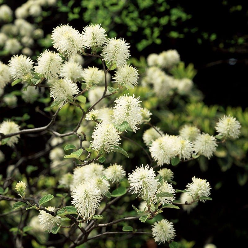 Fothergilla (Fothergilla species)